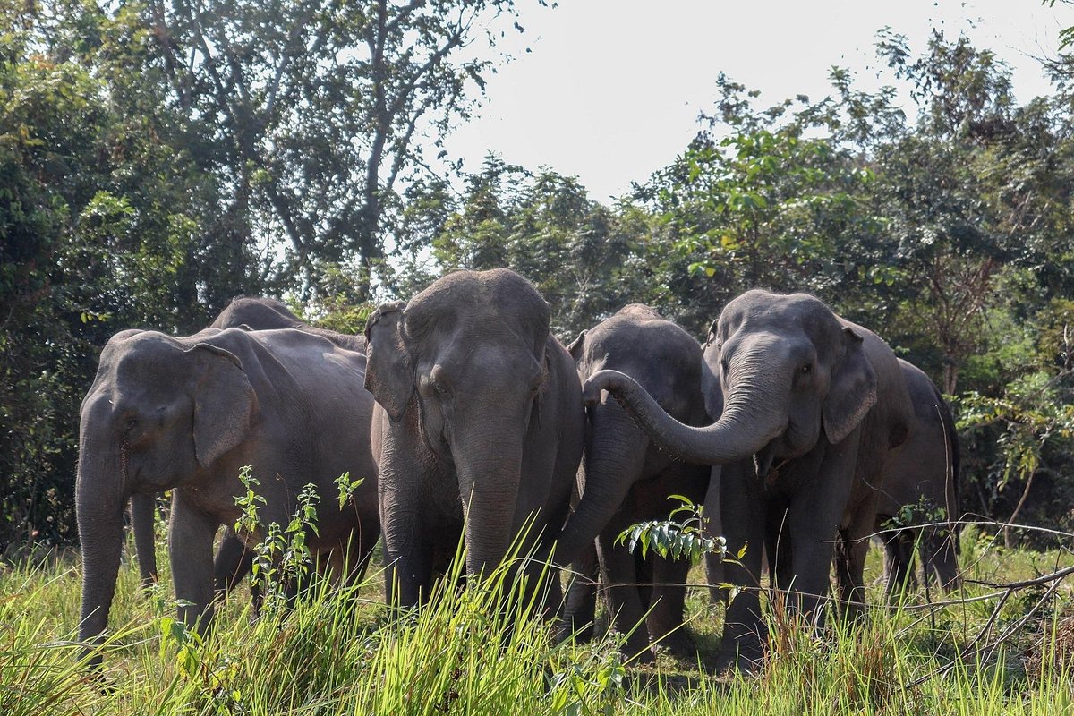 Phnom Kulen Elephant Forest